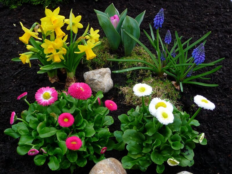 Colorful Spring Flowers — Yellow, Bright, Photograph