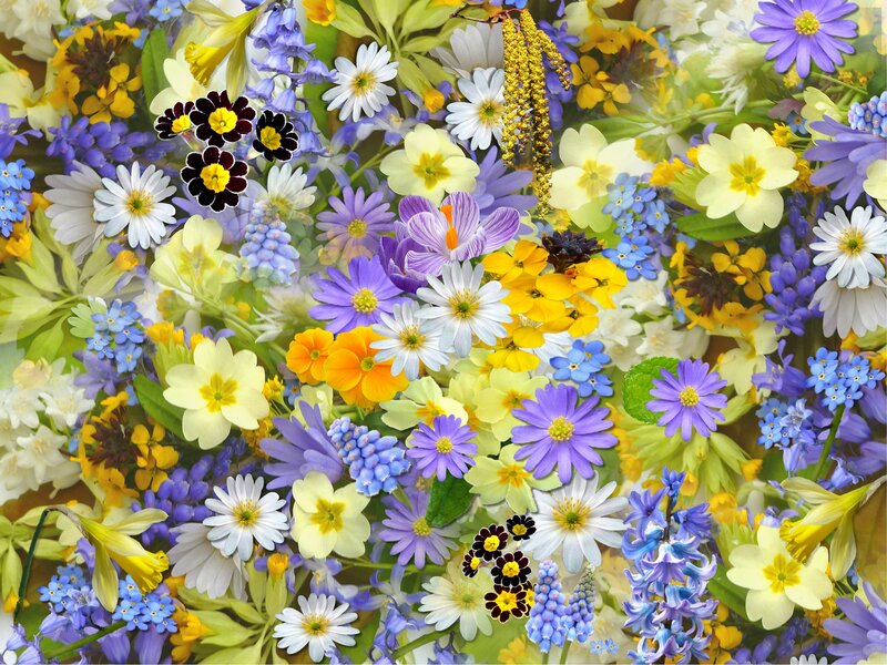 Colorful Spring Flowers — Yellow, Vibrant, Photograph