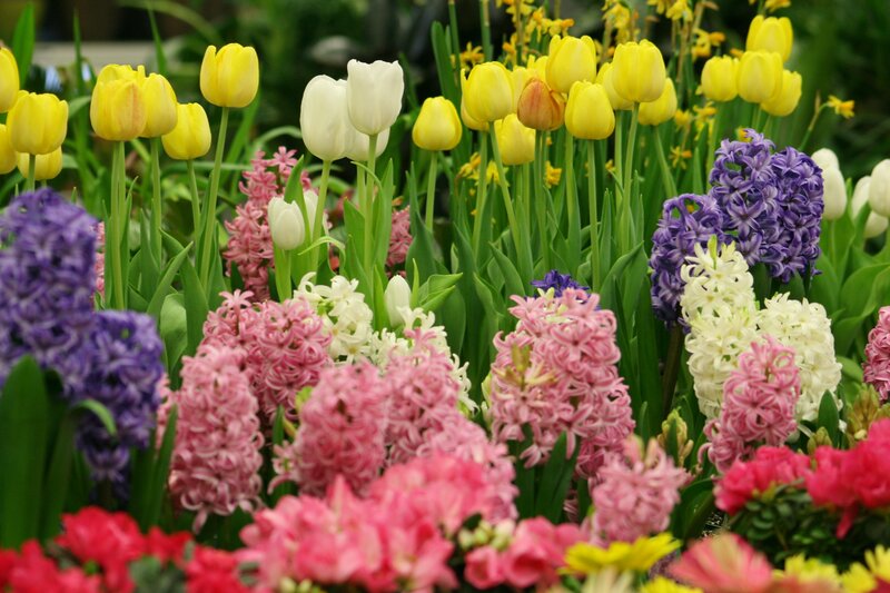 Colorful Spring Flowers — Yellow, Vibrant