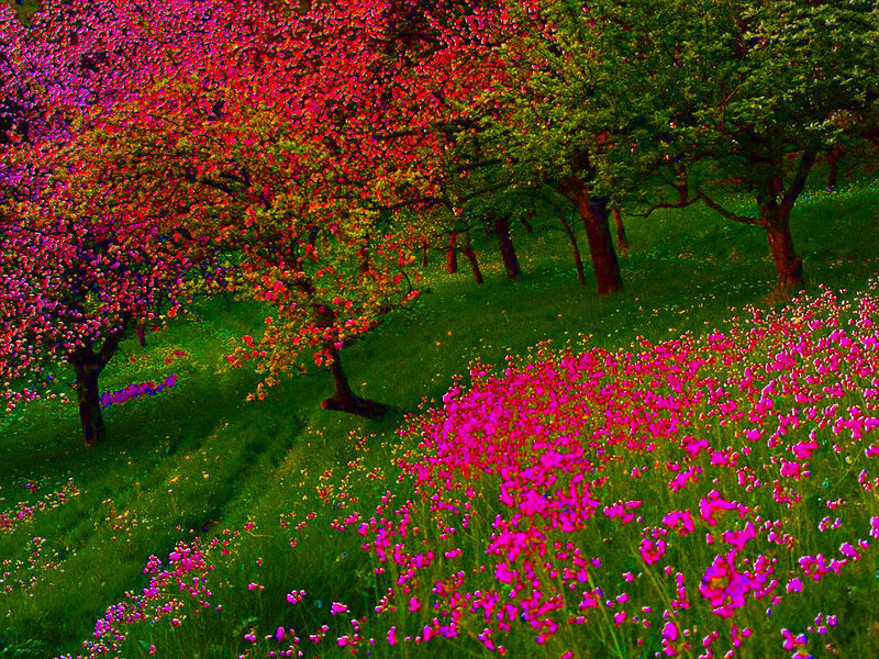 Colorful spring orchard
