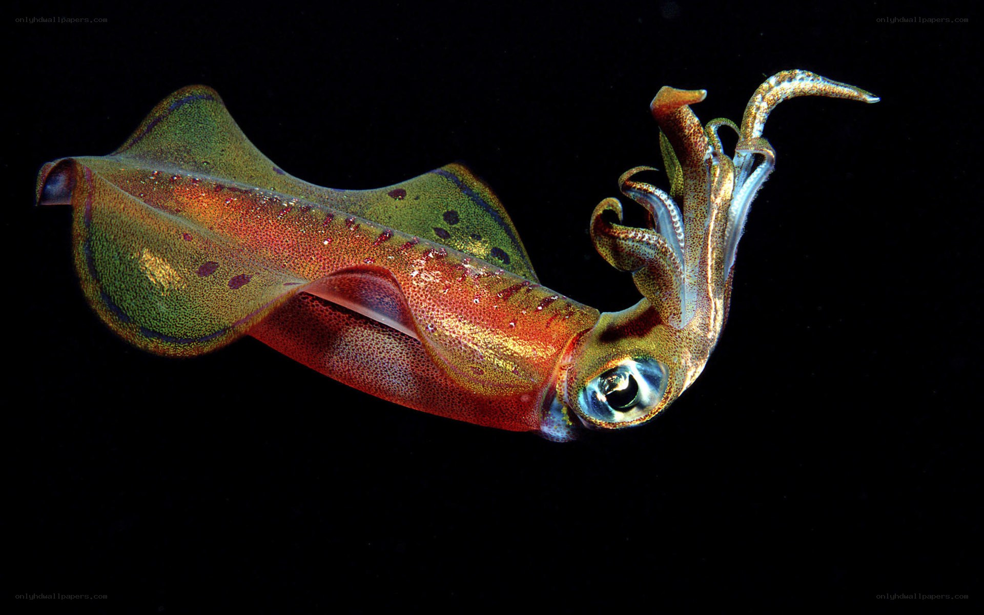 Colorful squid in dark water