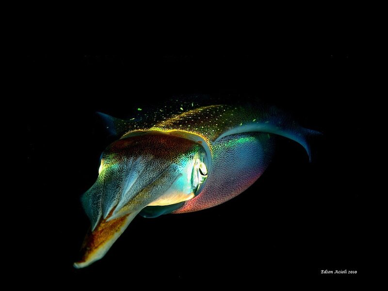 Colorful squid in dark water