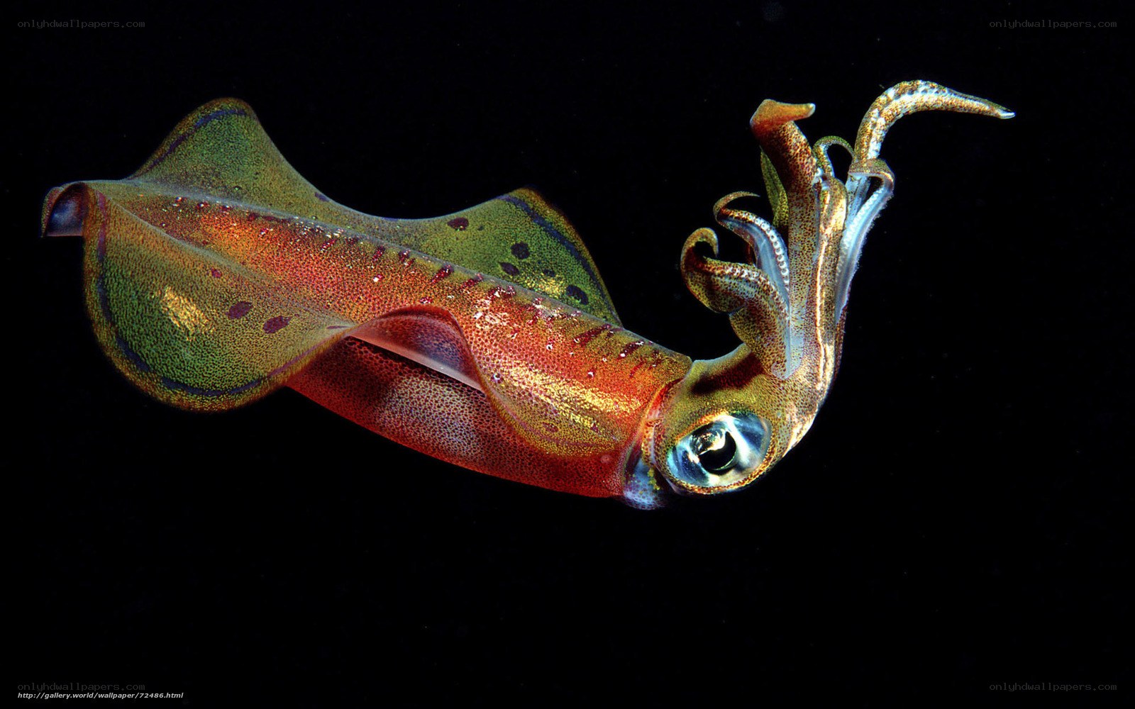 Colorful squid in dark water
