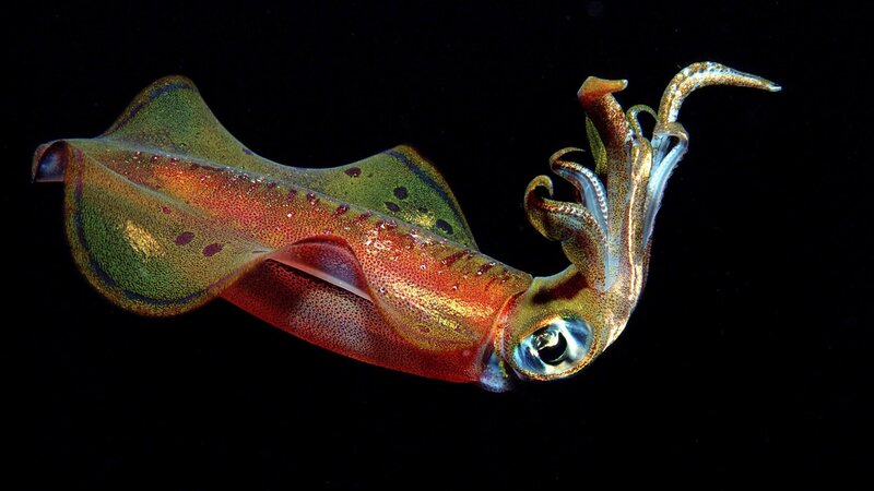 Colorful Squid in Water — Green, Dramatic