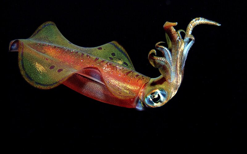 Colorful Squid in Water — Green
