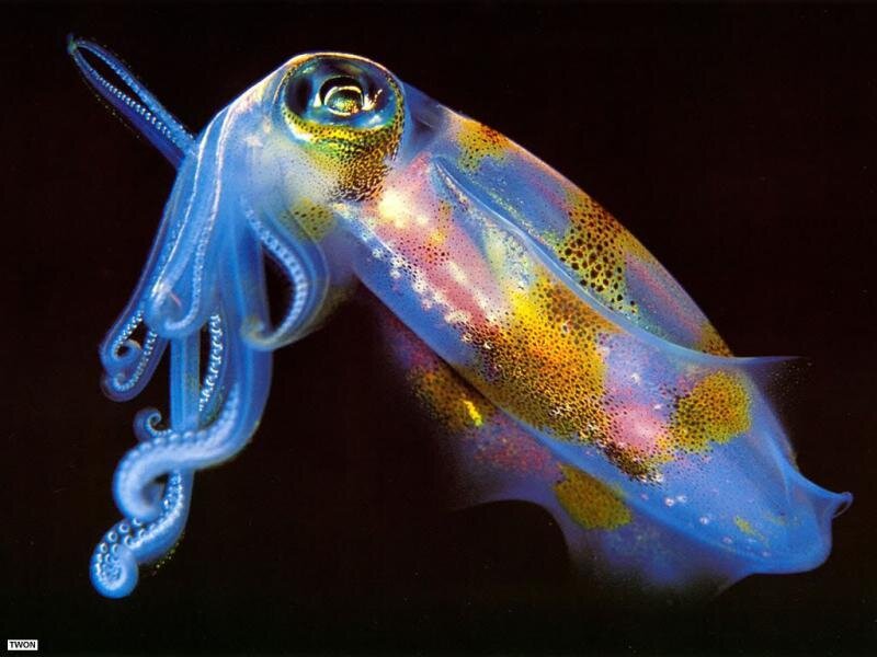 Colorful Squid