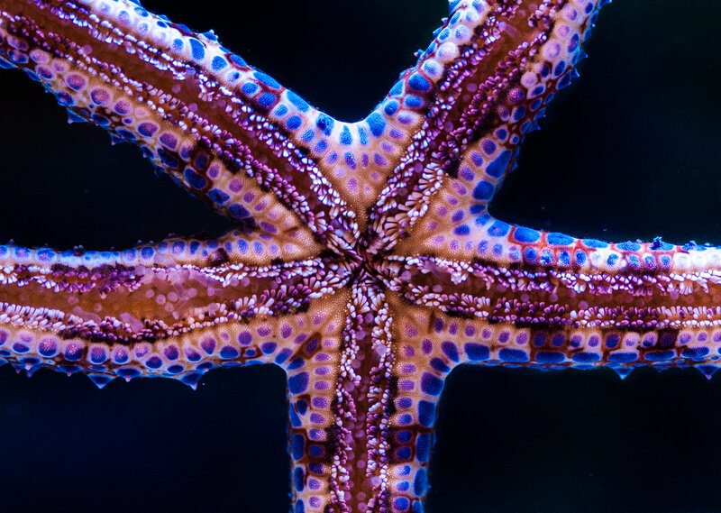 Colorful starfish close-up