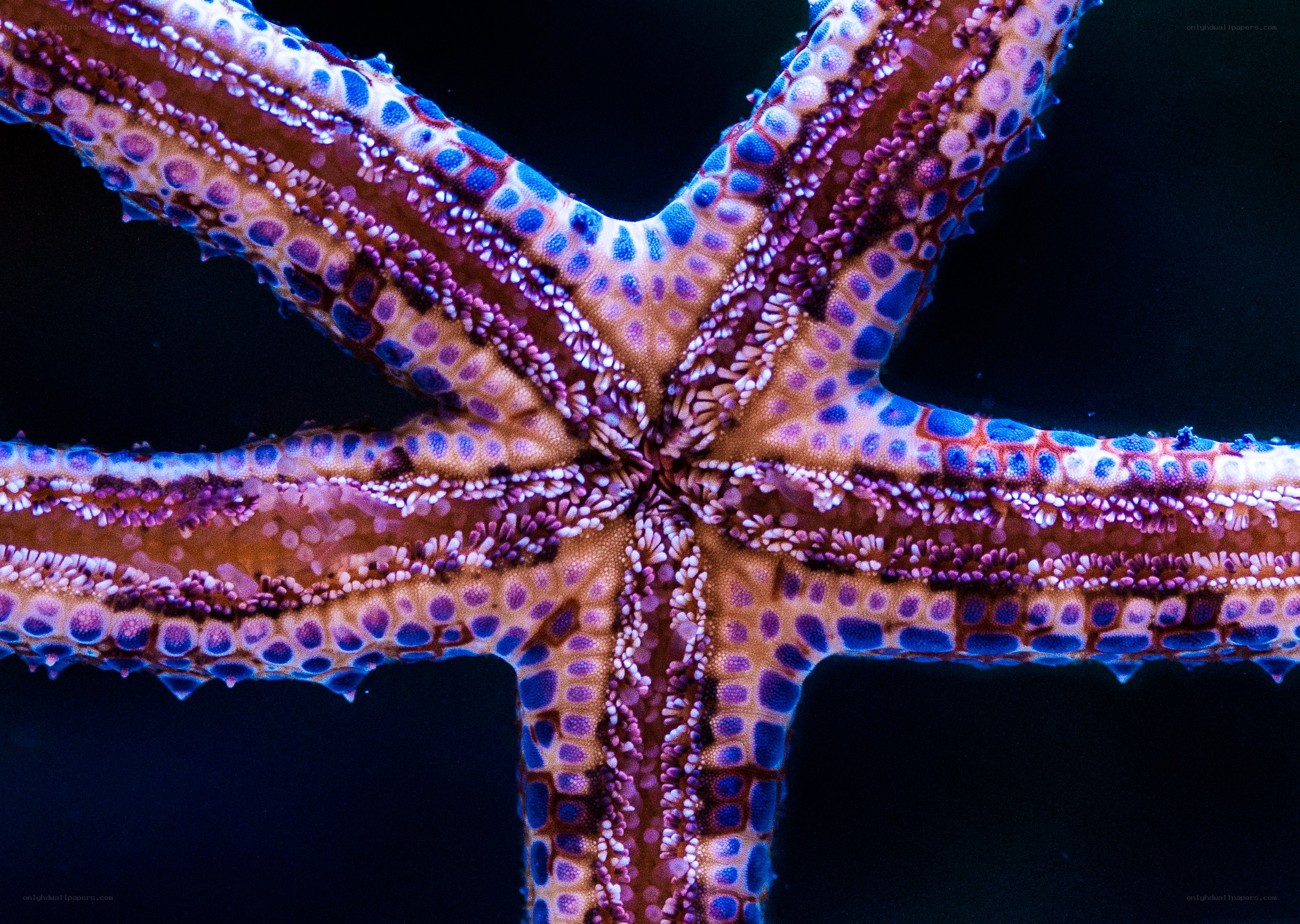 Colorful starfish close-up