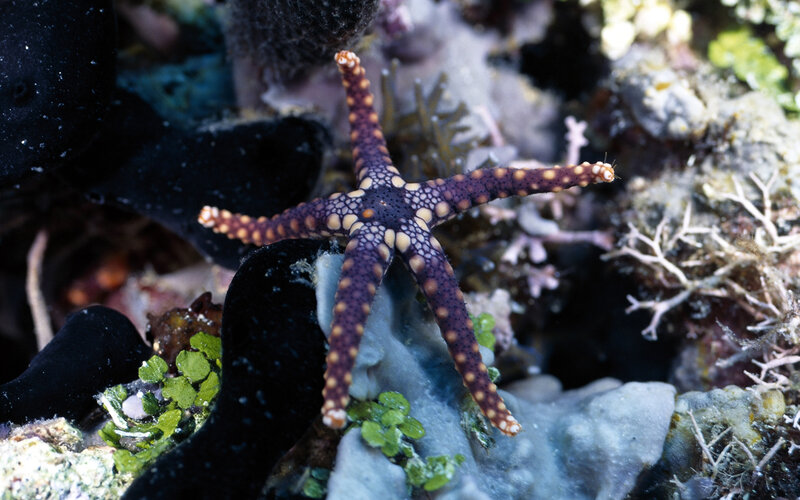 colorful starfish on coral reef