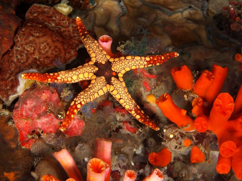 Colorful Starfish on Coral