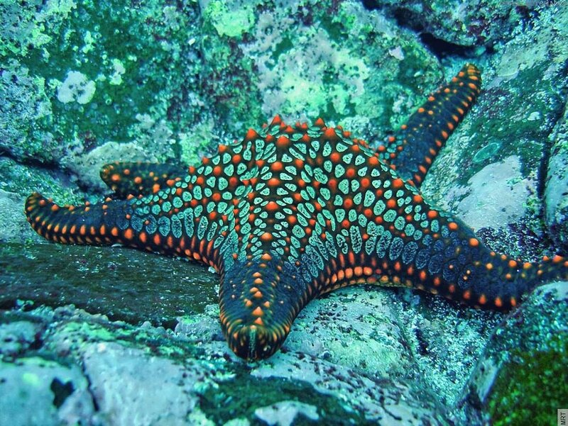 Colorful starfish on rocky reef