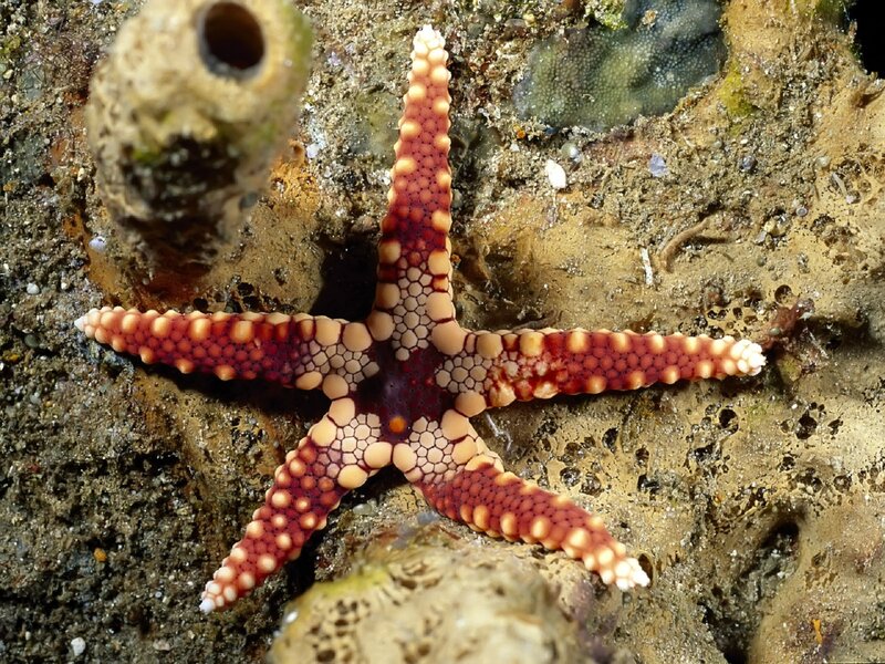 Colorful starfish on rocky seabed