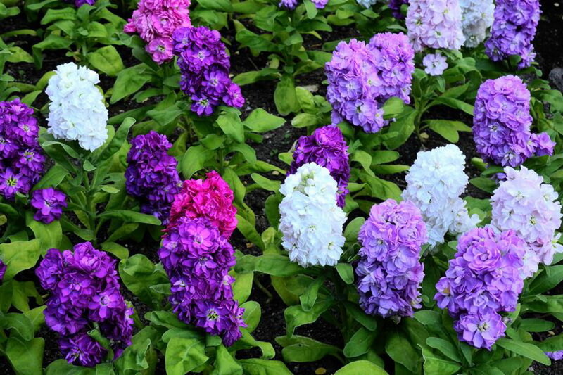 Colorful Stock Plant Flowers