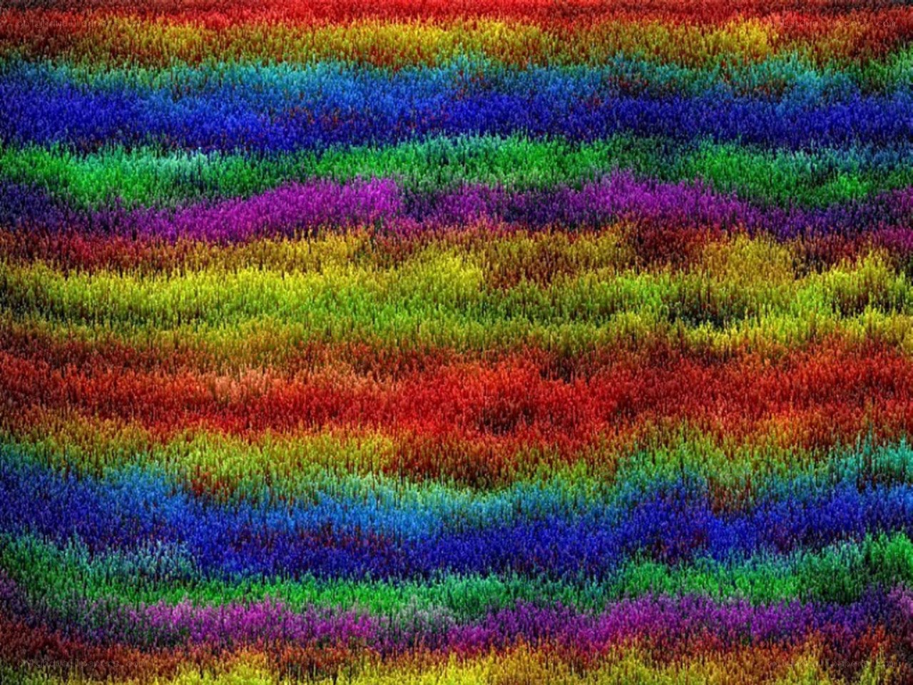 Colorful striped field