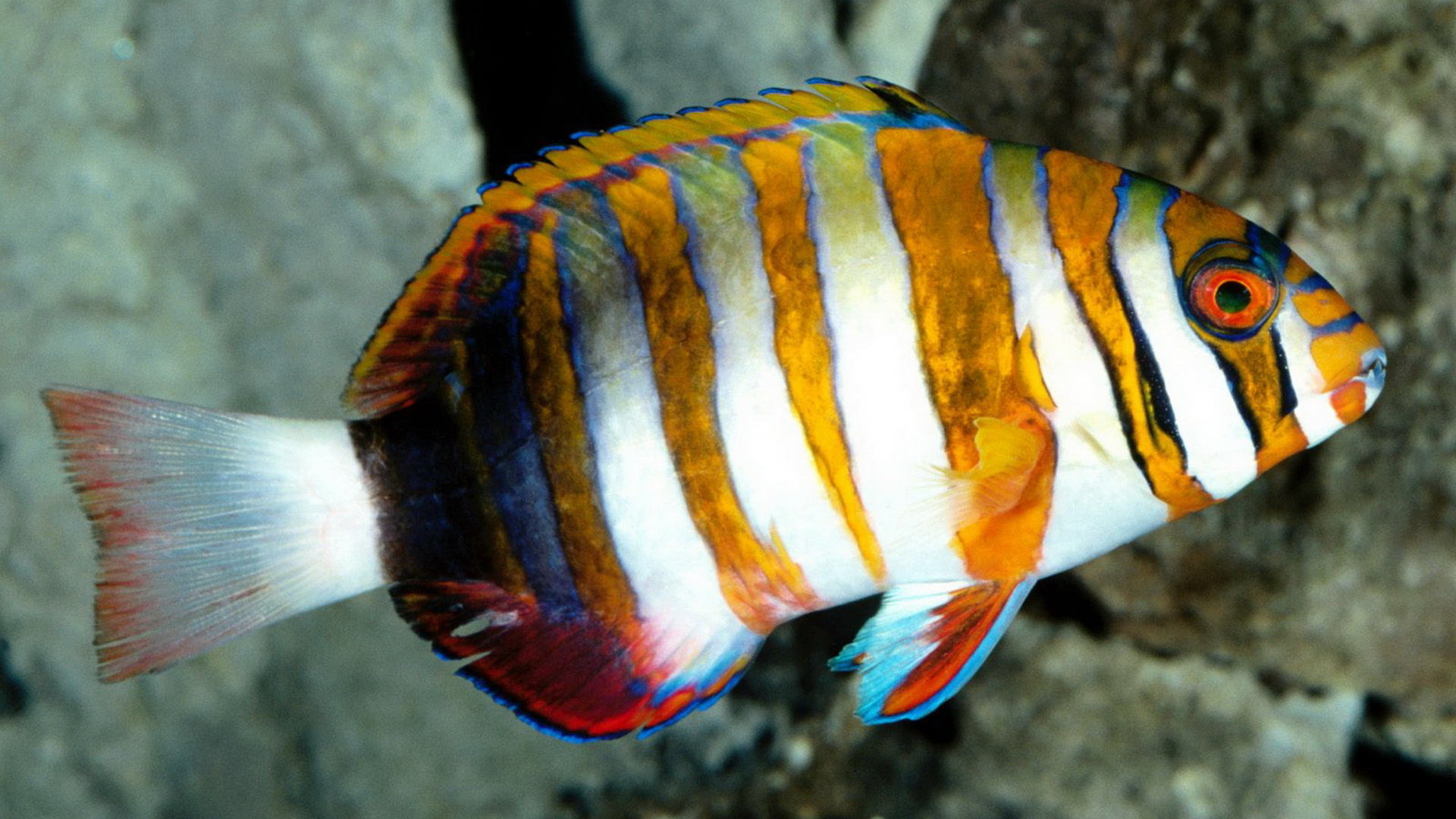 Colorful striped fish