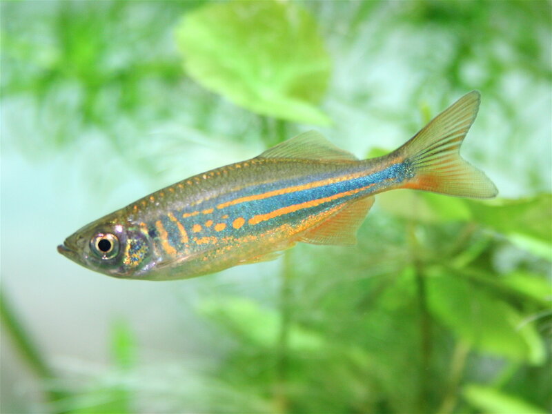 Colorful striped fish in aquarium
