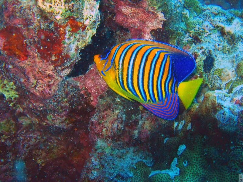 Colorful striped fish on coral reef