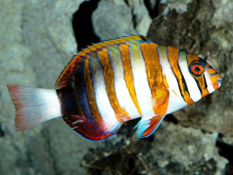 Colorful striped fish