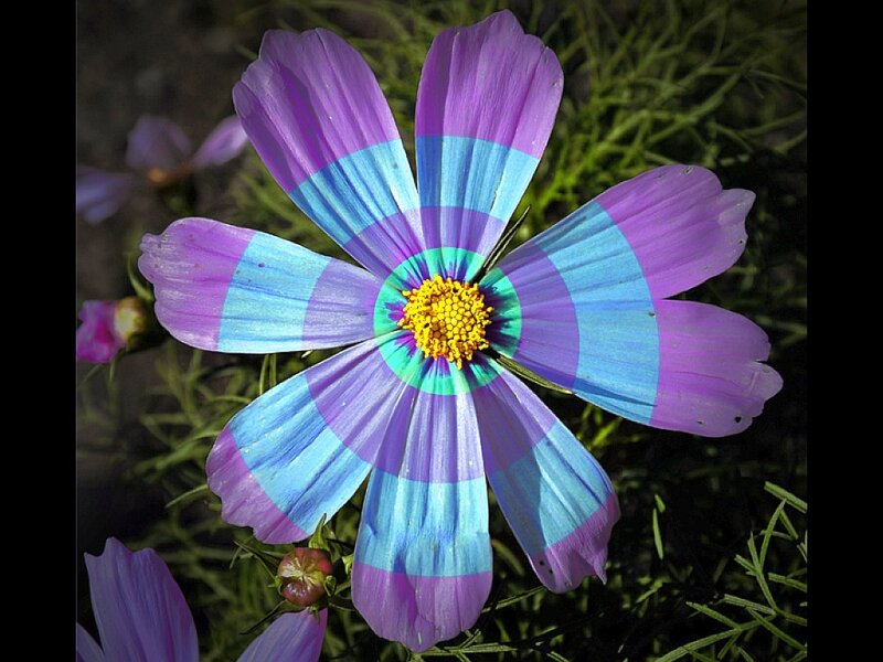 colorful striped flower