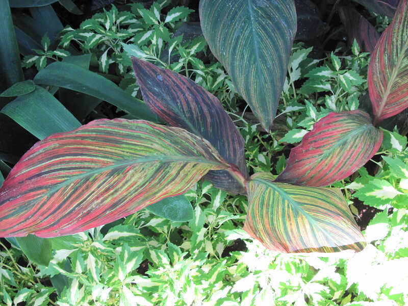 Colorful Striped Leaves