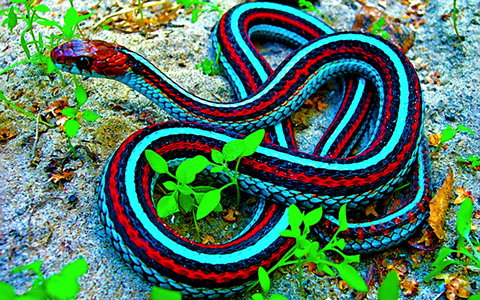 colorful striped snake coiled on ground