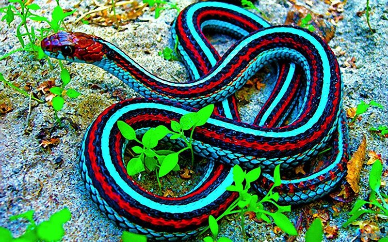 Colorful Striped Snake