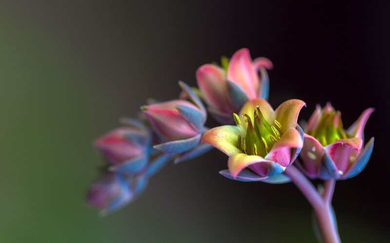 Colorful Succulent Flowers