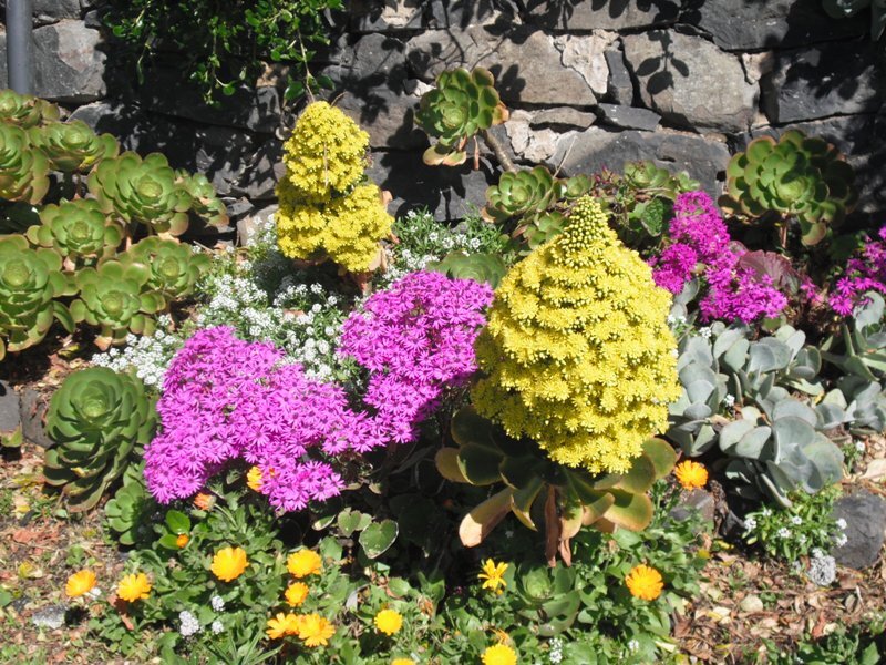 Colorful Succulent Garden