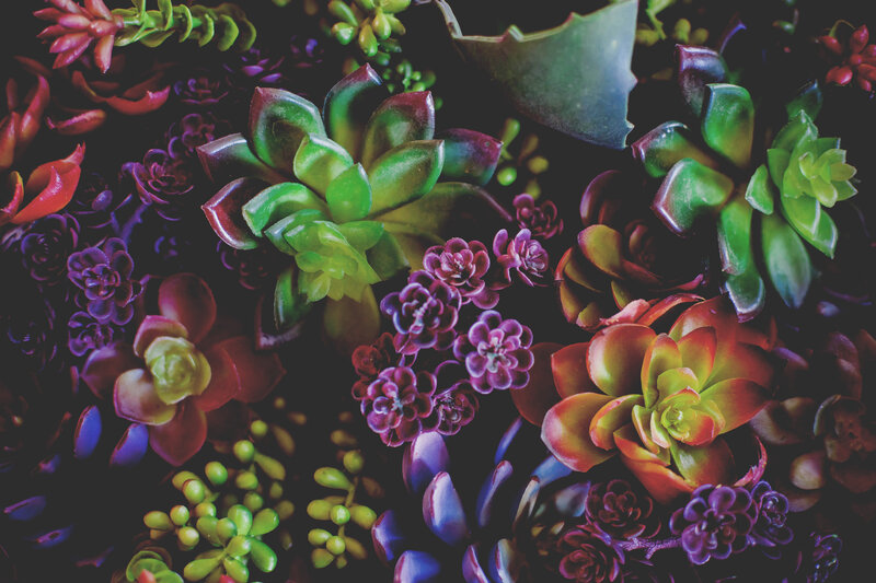Colorful succulent plant collection