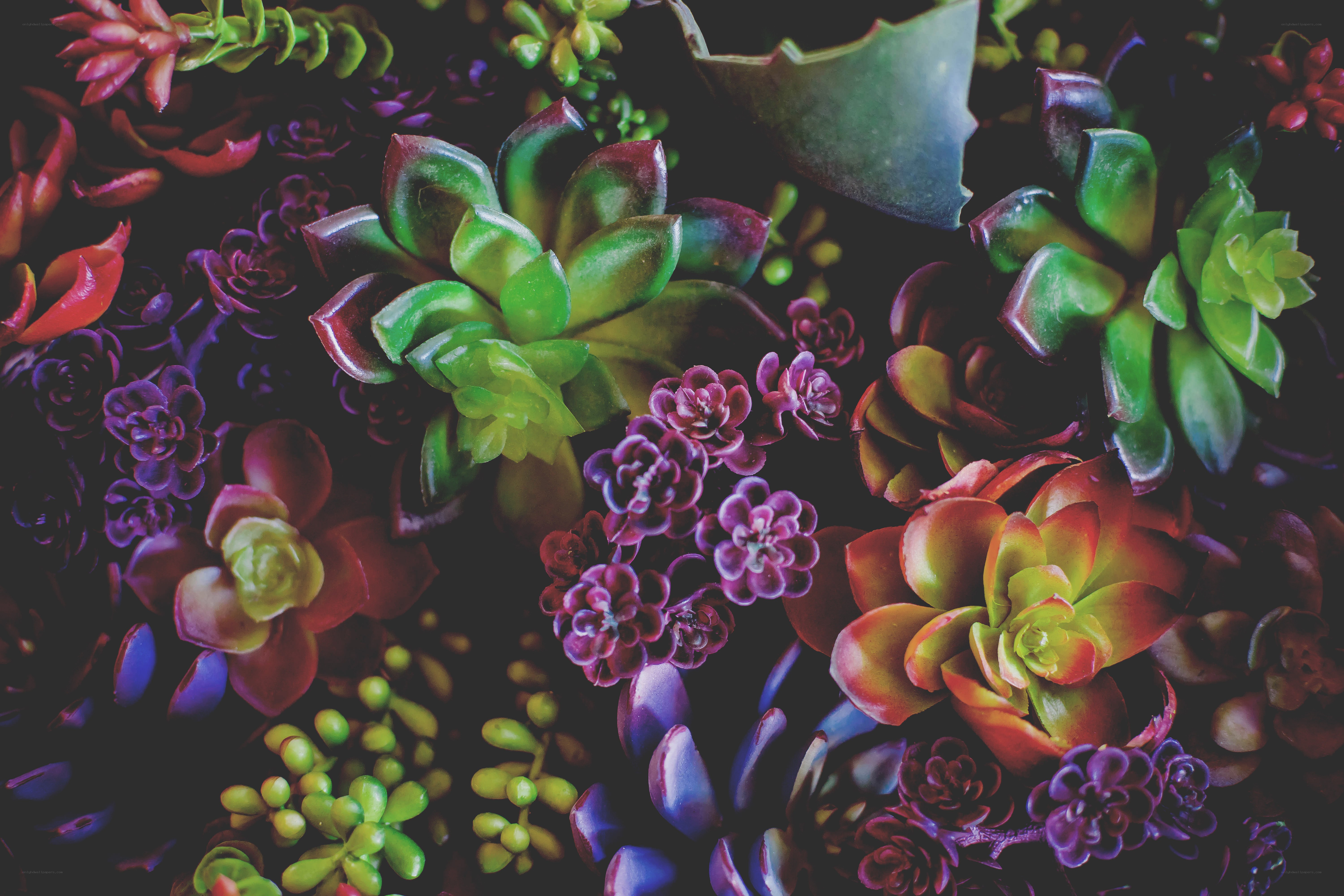 Colorful succulent plant collection