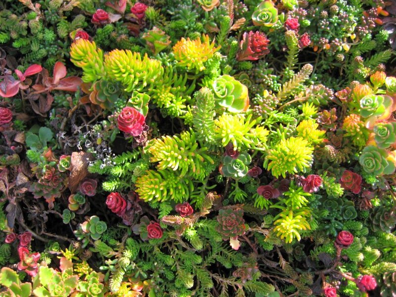 Colorful Succulent Plants