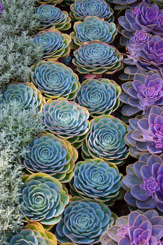 Colorful succulent rosettes