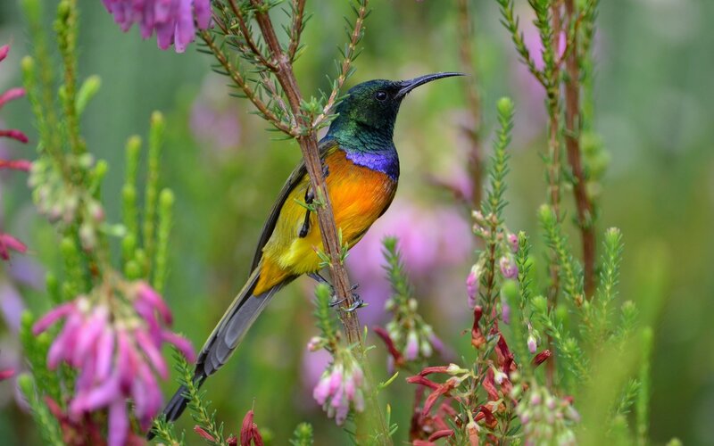 Colorful Sunbird on Branch — Green, Natural