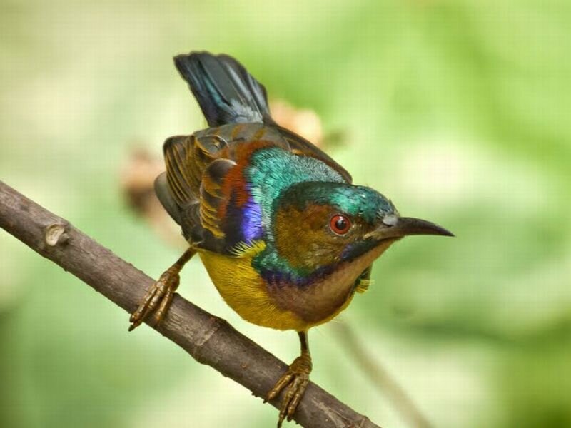 Colorful Sunbird on Branch — Green