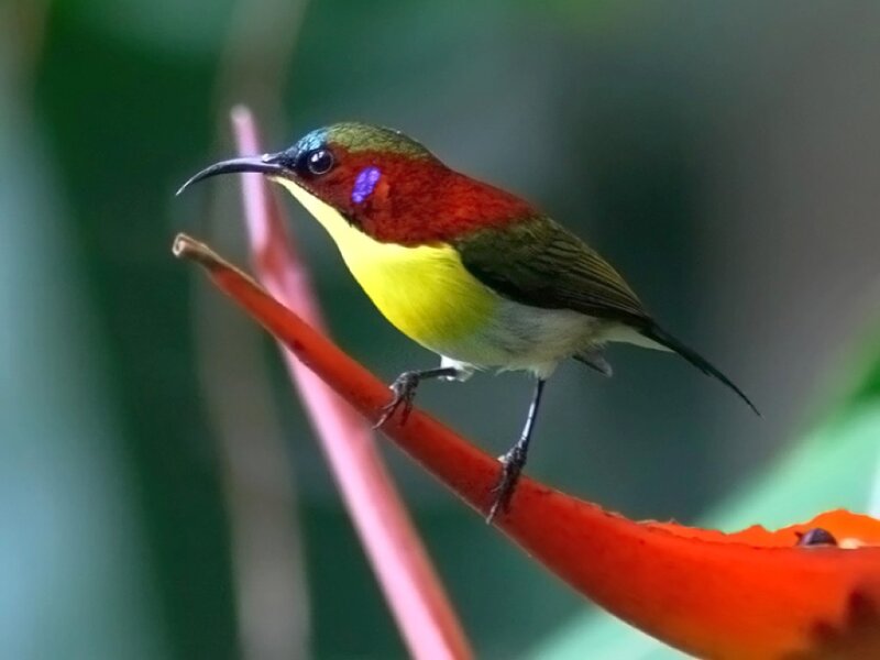 Colorful Sunbird on Branch