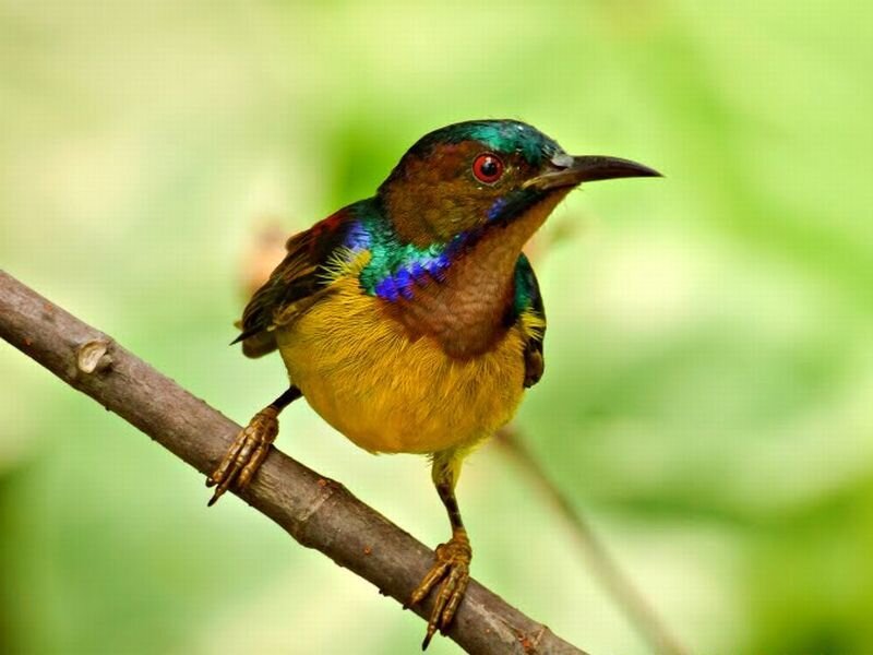 Colorful Sunbird on Branch — Yellow, Calm