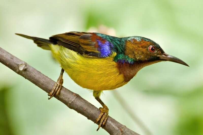 Colorful Sunbird on Branch — Yellow