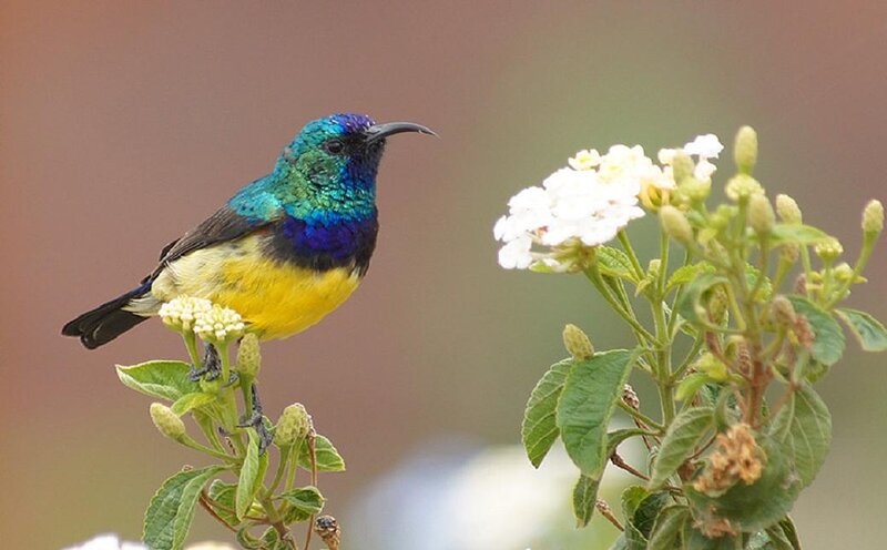 Colorful Sunbird on Flower