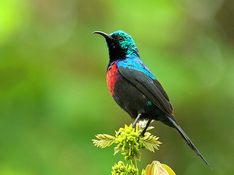 Colorful Sunbird Perched — Green, Calm