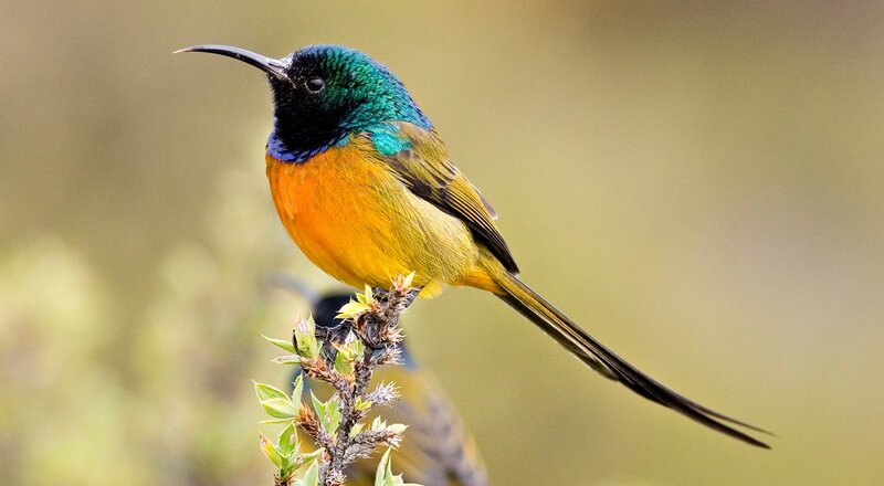 Colorful Sunbird Perched — Green