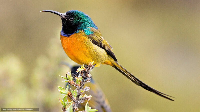 Colorful sunbird perched on branch