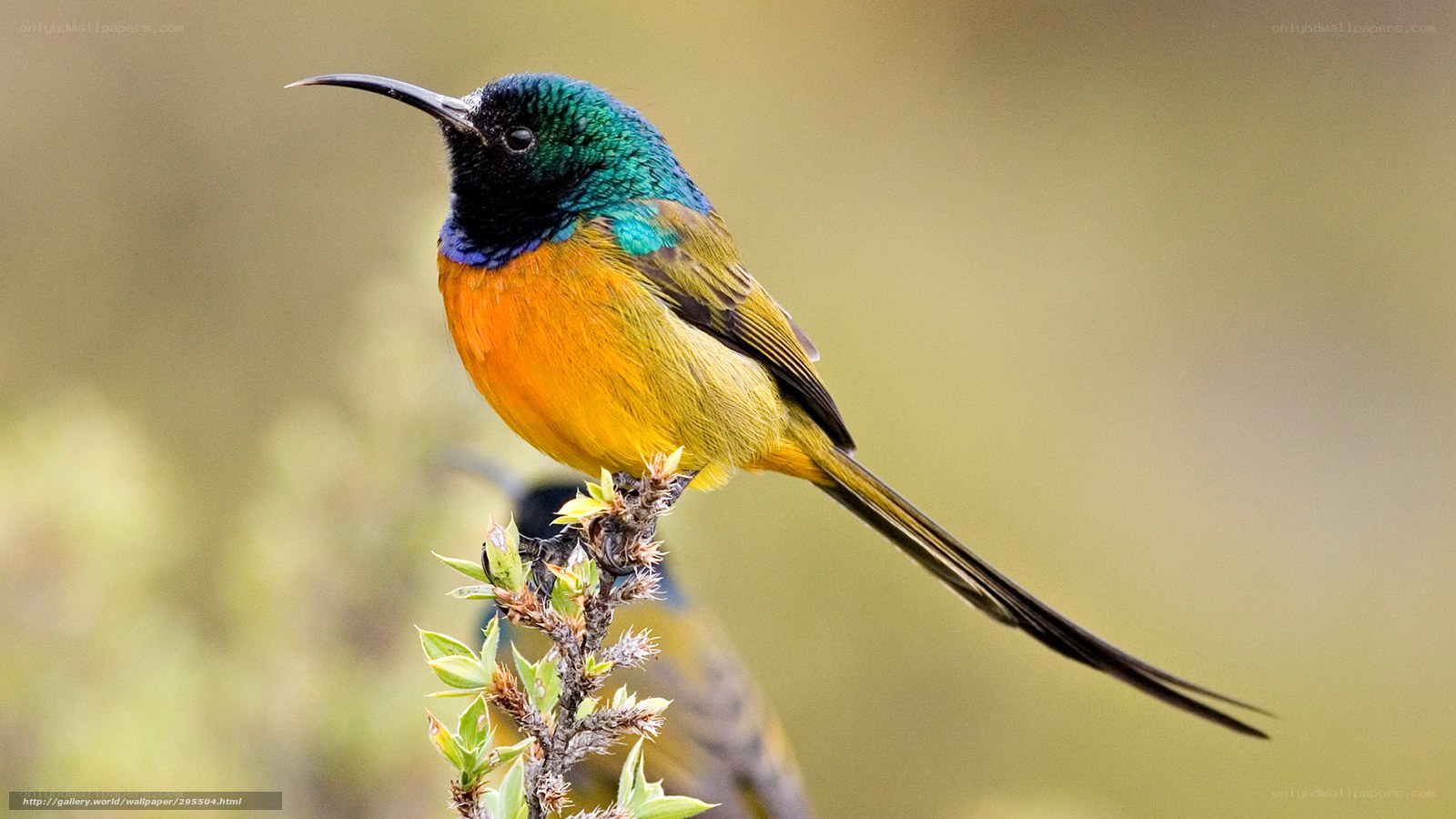 Colorful sunbird perched on branch