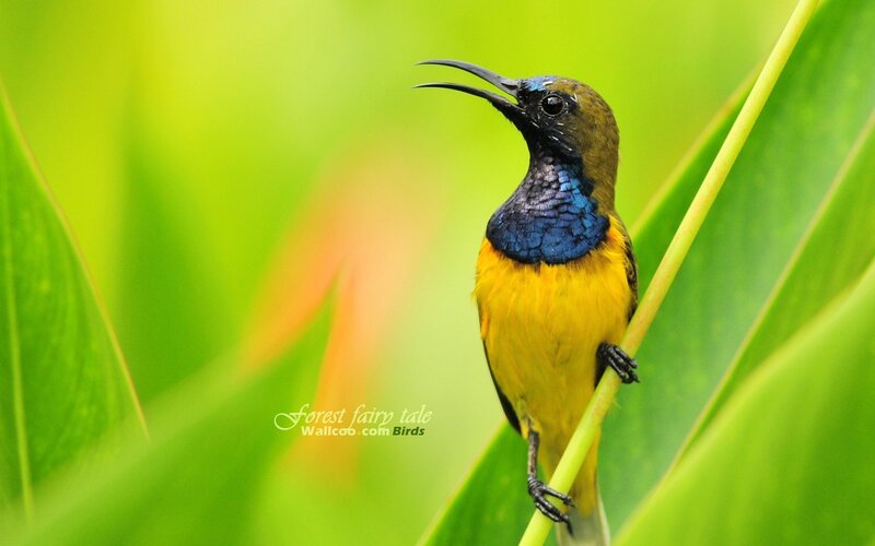 colorful sunbird perched