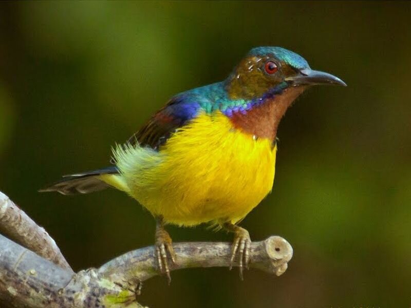 Colorful Sunbird