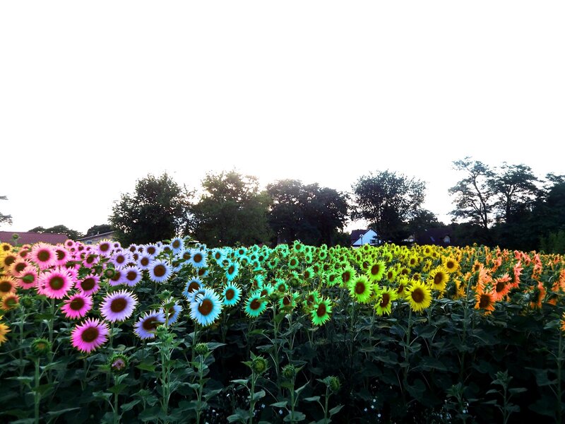 Colorful sunflower field
