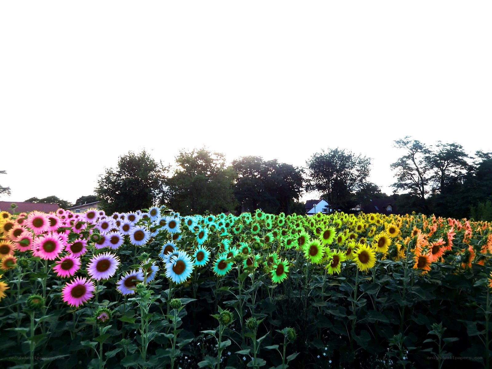 Colorful sunflower field