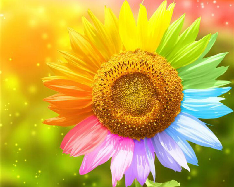 Colorful Sunflower — Yellow, Vibrant