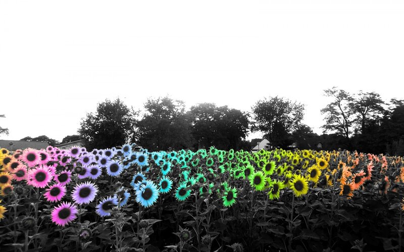Colorful Sunflowers in Field