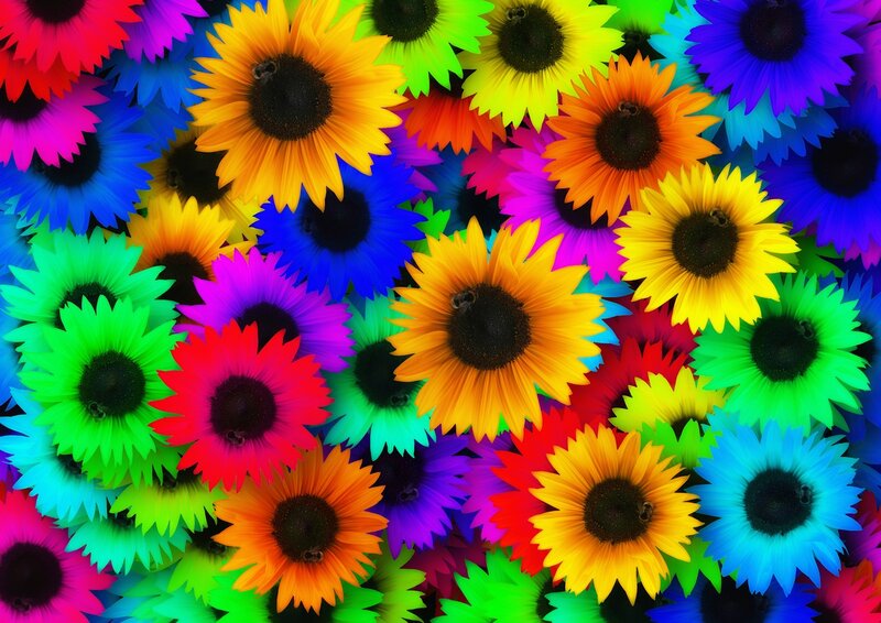 Colorful Sunflowers