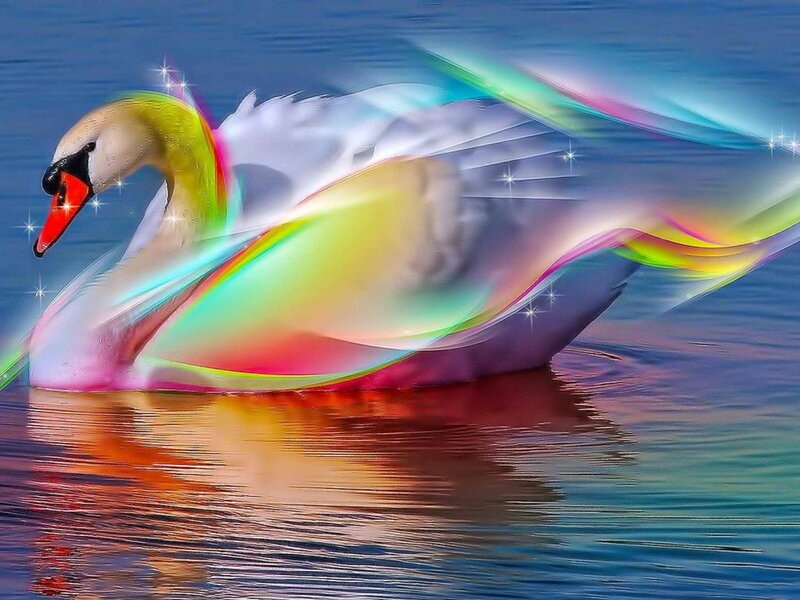 Colorful swan on water